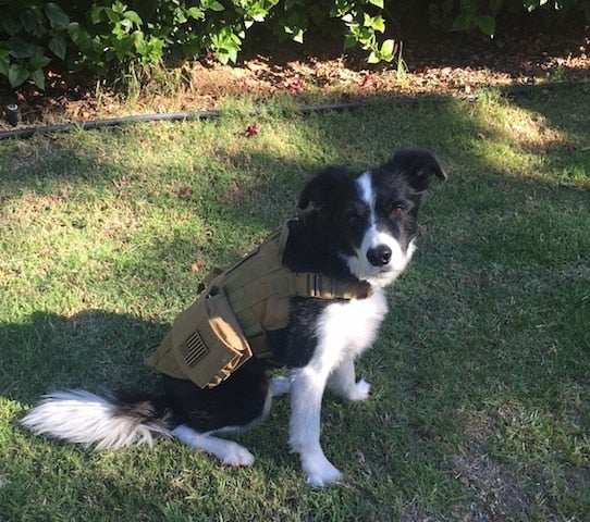 Echo-Sigma "Dog Pack" Emergency Kit
